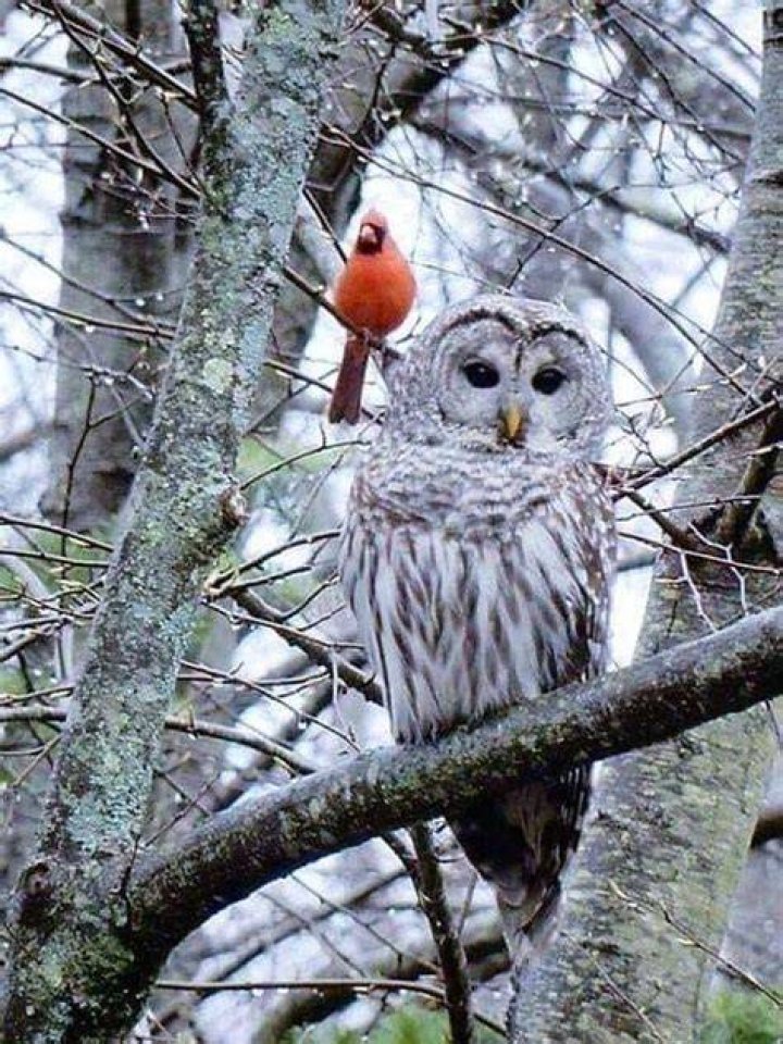 Are Cardinals afraid of owls?
