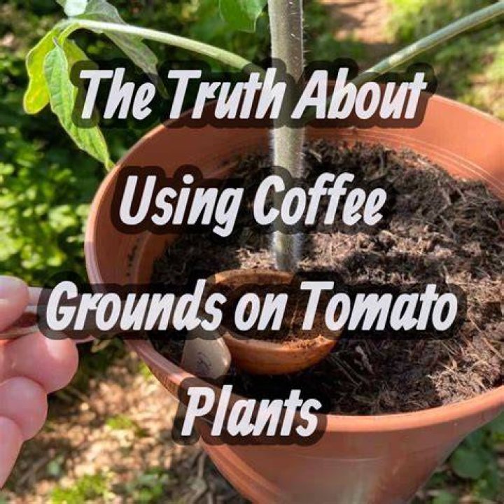 Are coffee grounds good for growing tomatoes?