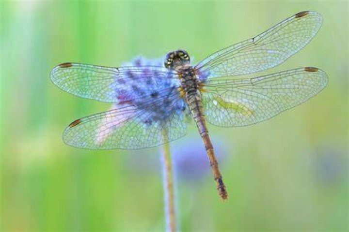 Are dragonflies good pollinators?