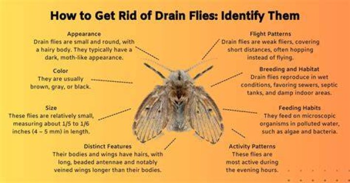 Are drain flies harmful to humans?