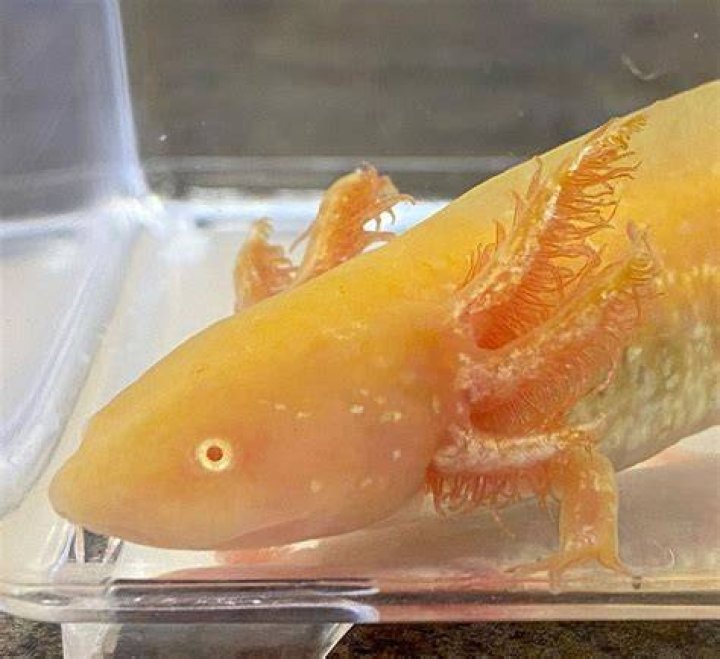 Are Golden Albino axolotls rare?