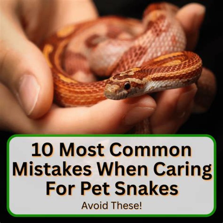 Are pet snakes boring?