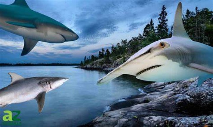 Are sharks ever in lakes?