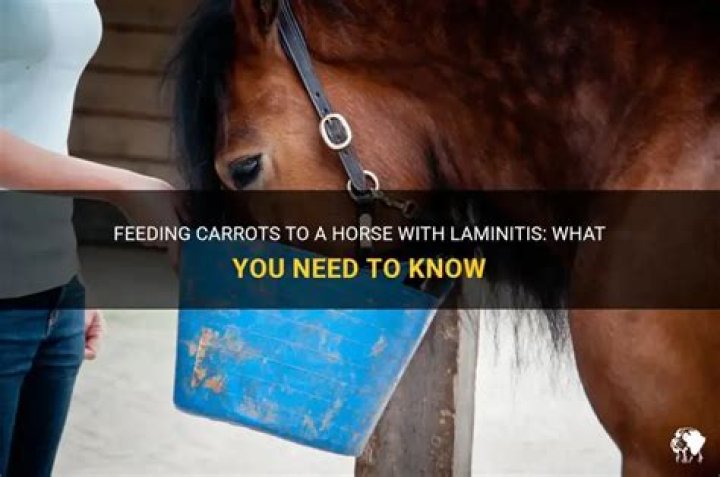Can a horse with laminitis eat carrots?