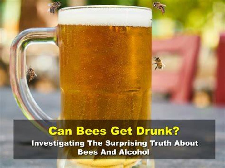 Can bees get drunk on alcohol?