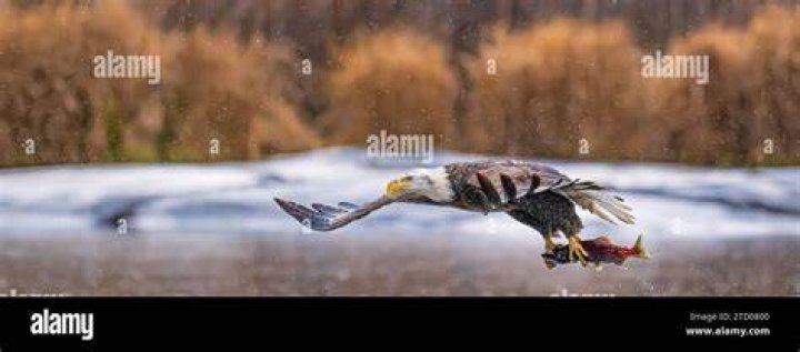 Can eagles fly in the rain?