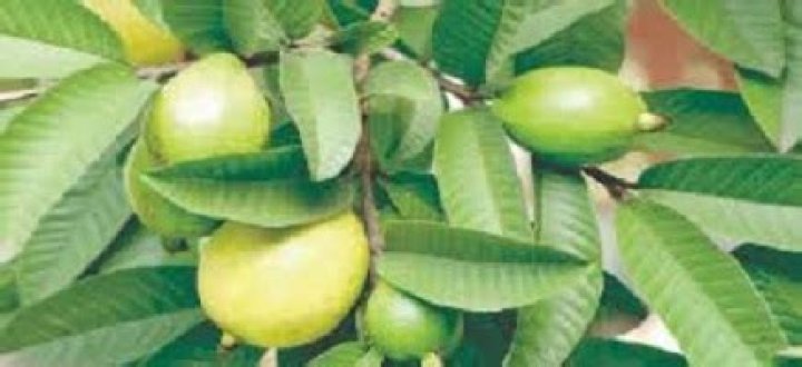 Can guava leaves help to conceive twins?