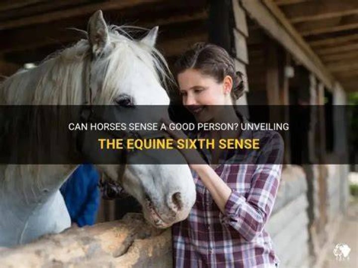 Can horses sense a good person?