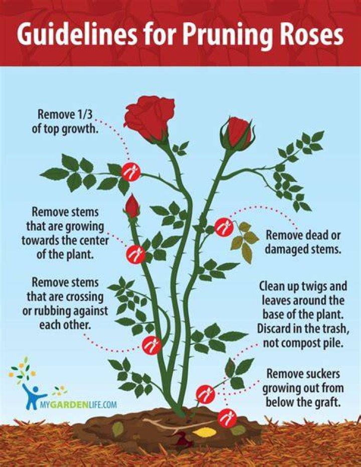 Can I prune roses in January?