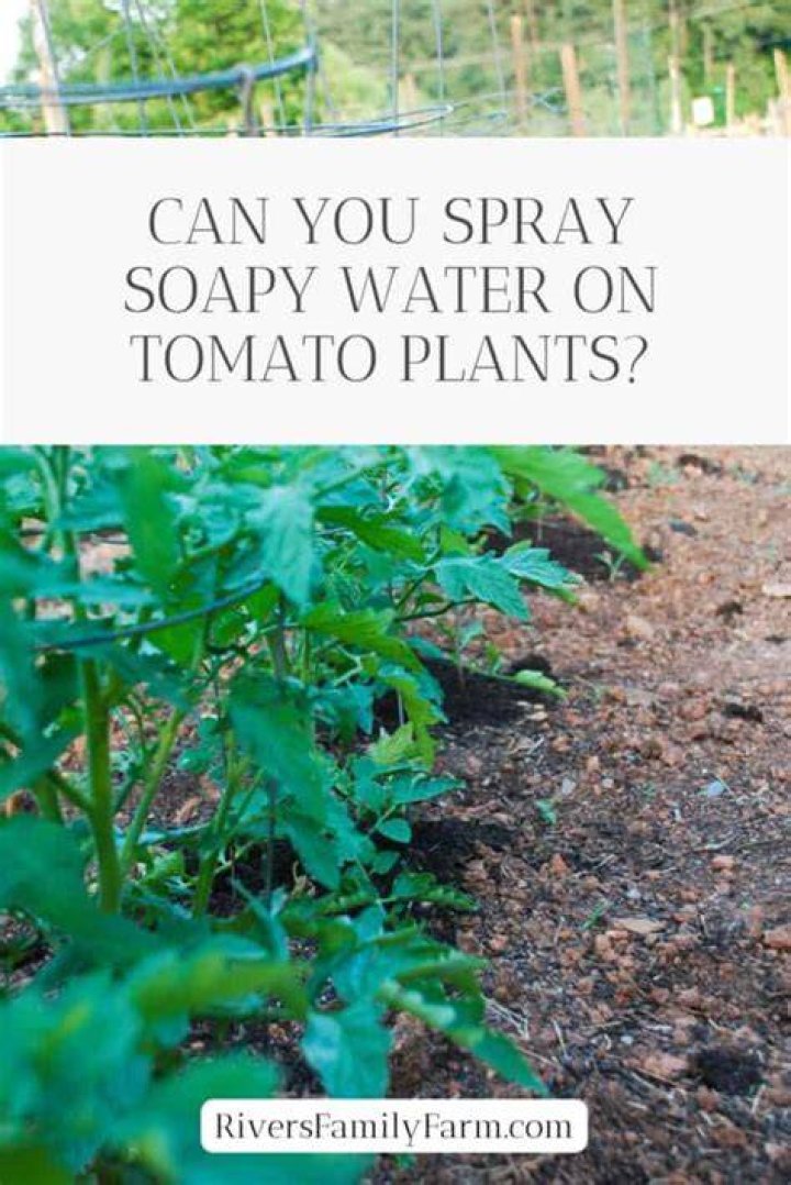 Can I spray soapy water on my plants?