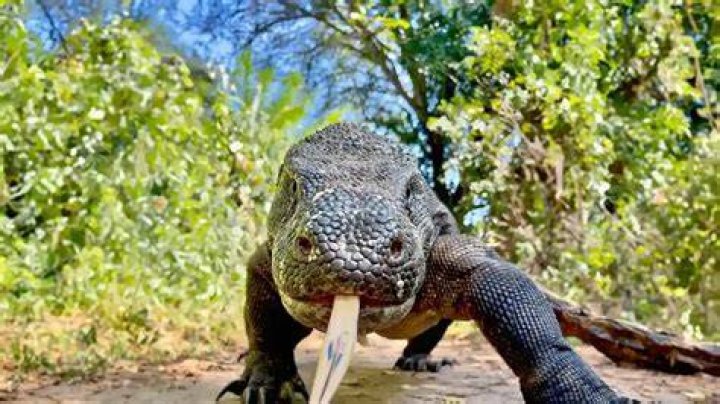 Can Komodo dragons survive a bullet?
