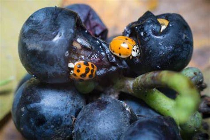 Can ladybugs eat fruit?