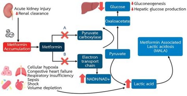 Can metformin cause short term memory loss?
