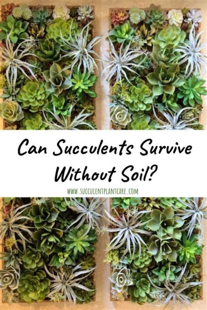 Can succulents survive in gravel?