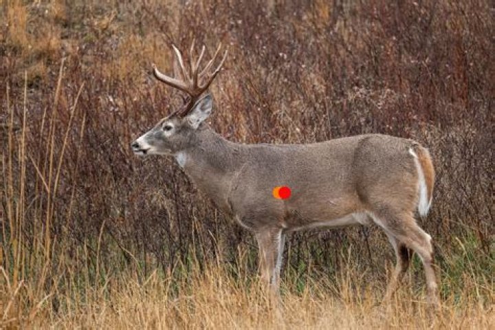 Can u outrun a deer?
