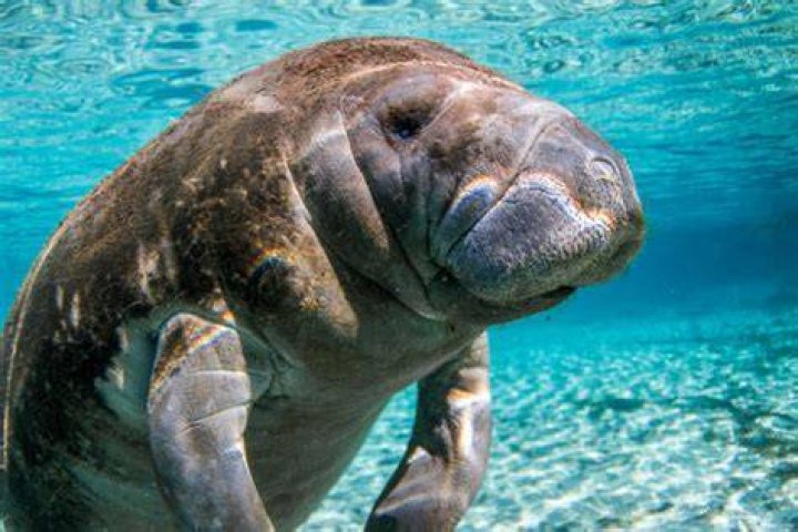 Can you eat manatee?