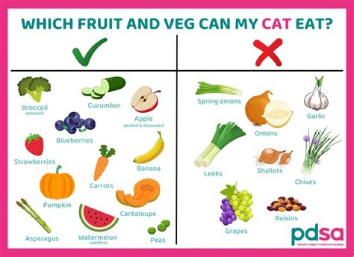 Can you give cats human Pedialyte?