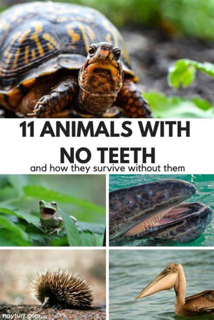 Can you survive with no teeth?