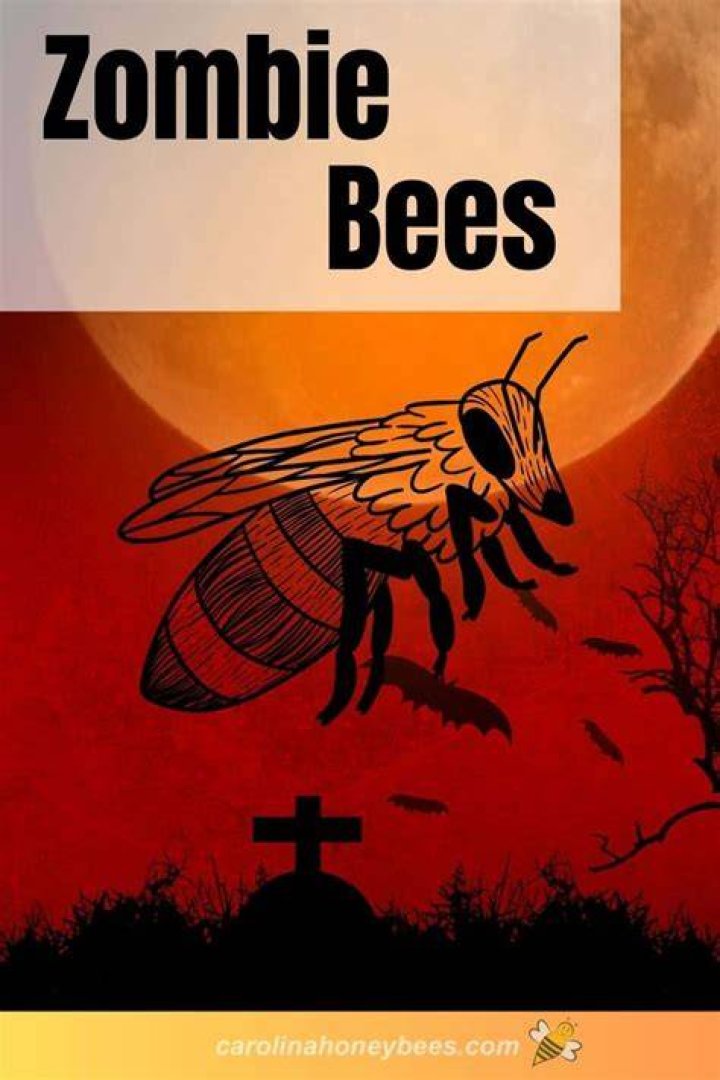 Can zombie bees infect humans?