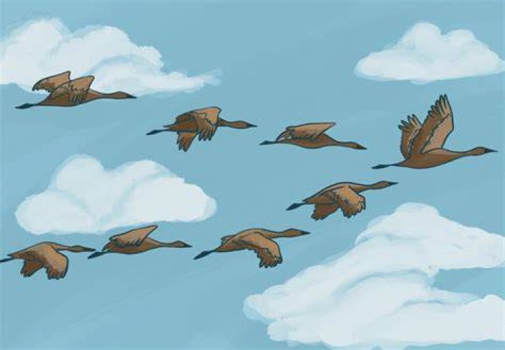 Do birds know good people?