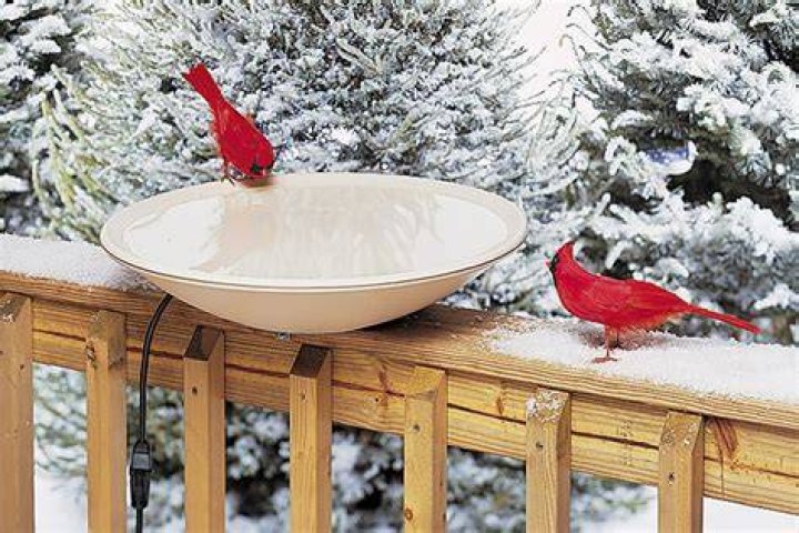 Do birds need a bird bath in the winter?