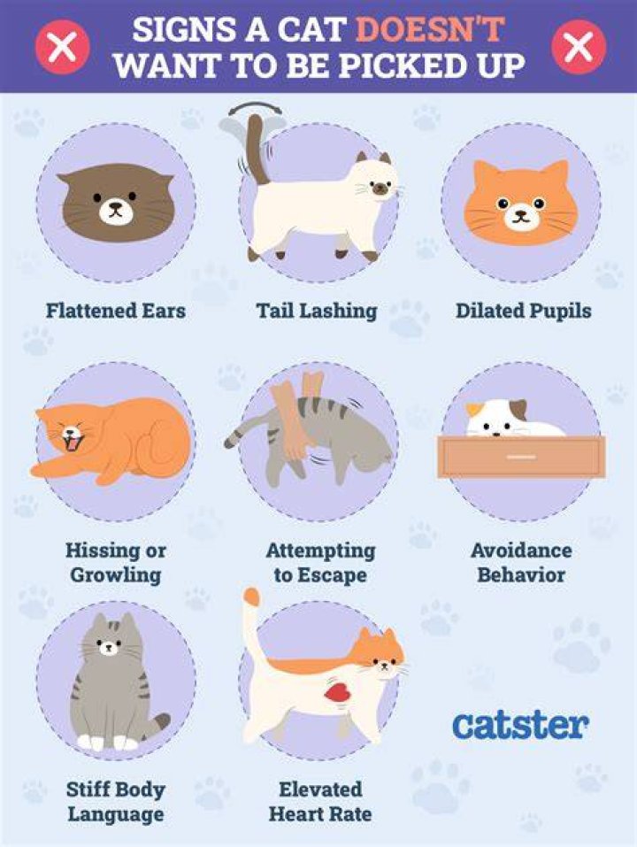Do cats get annoyed when you pick them up?