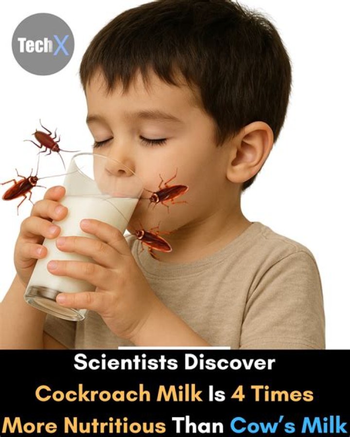 Do cockroaches drink milk?