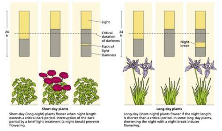 Do day-neutral plants require light in order to flower?