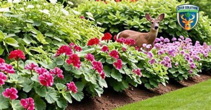 Do deer eat geraniums?