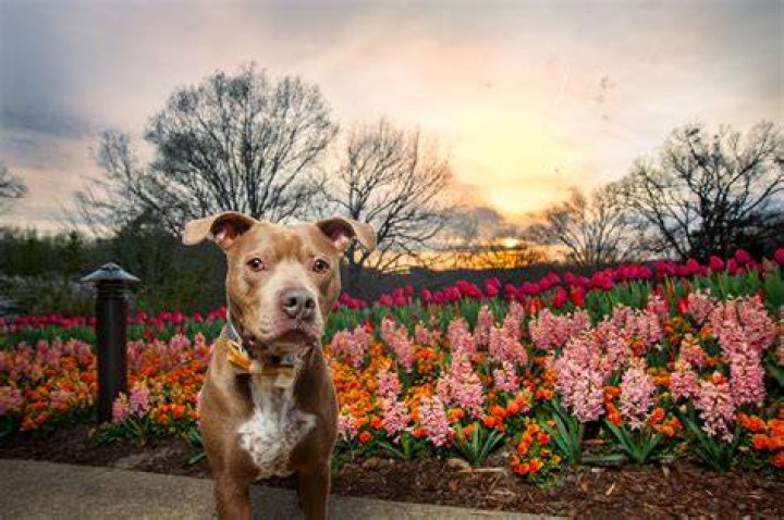 Do dogs like dogwood?
