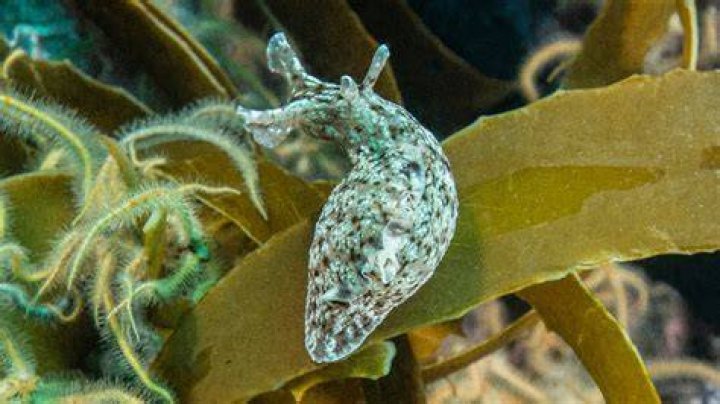 Do garden slugs have memory?
