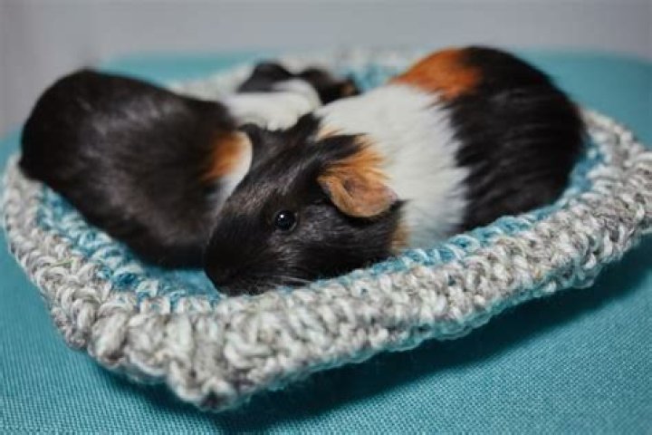 Do guinea pigs sleep a lot?