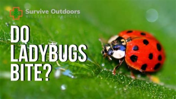 Do ladybugs bite?