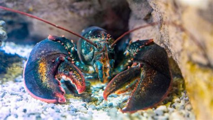 Do lobsters have green blood?