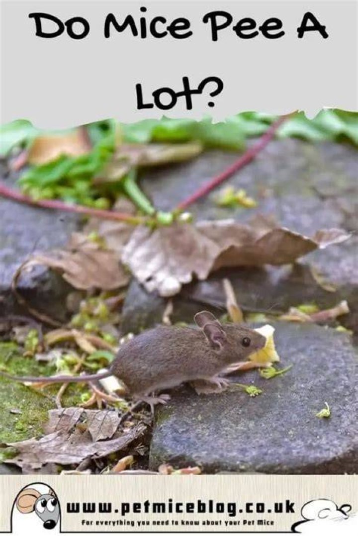 Do mice pee?