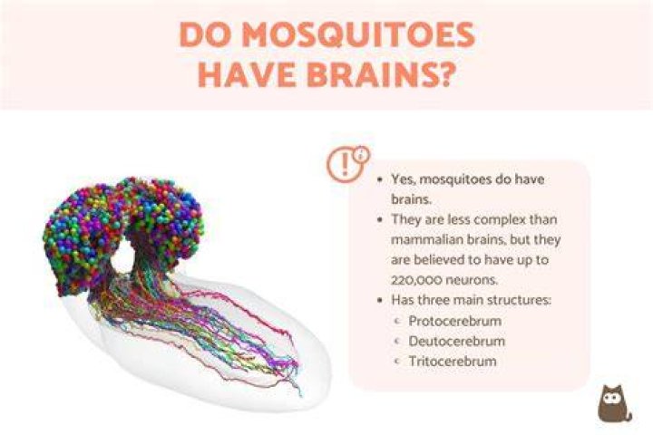 Do mosquitoes have feelings?