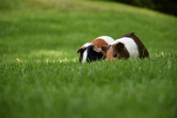 Do smells affect guinea pigs?