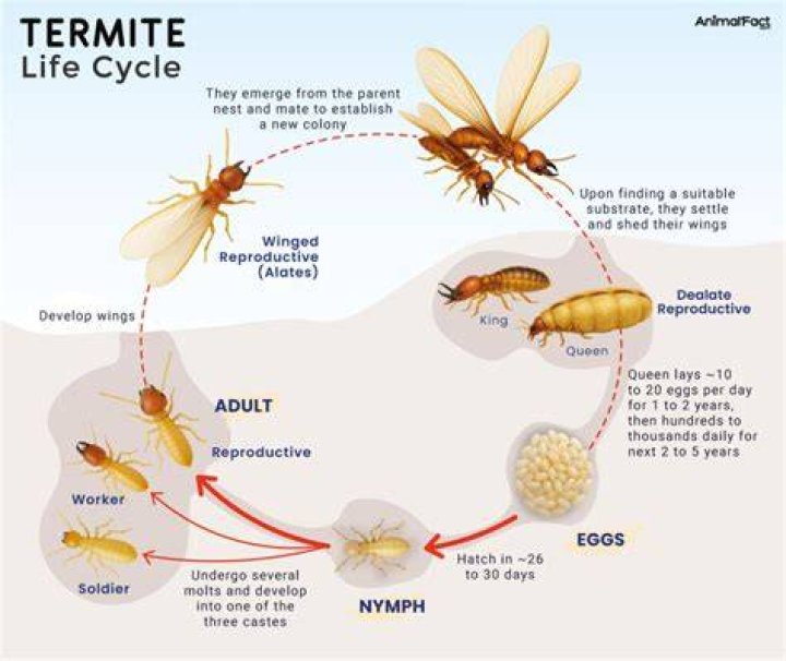 Do termites have a natural predator?