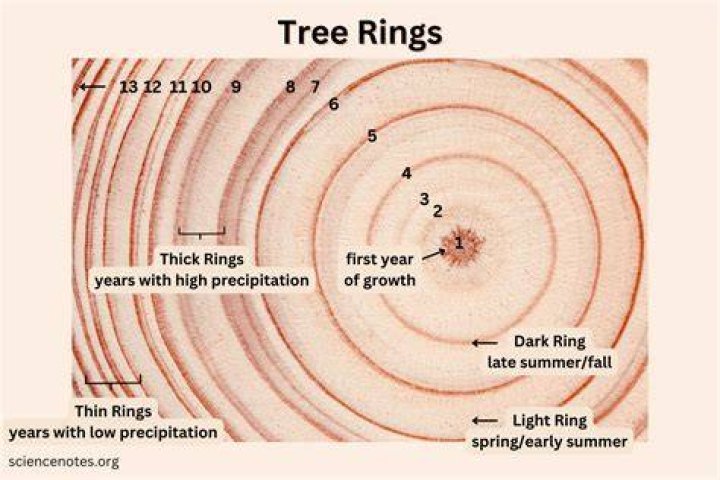 Does counting rings on a tree work?