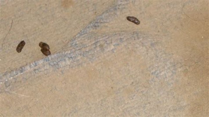 Does Lysol work on mouse droppings?