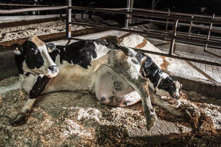 Does milking cows hurt them?