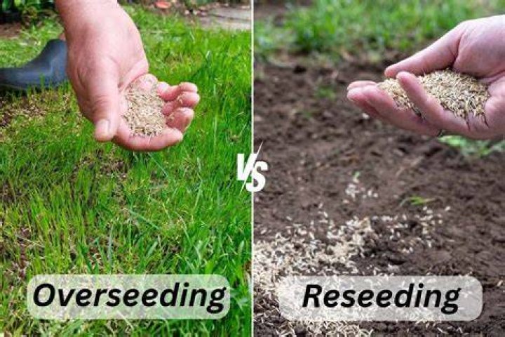 Does overseeding prevent weeds?