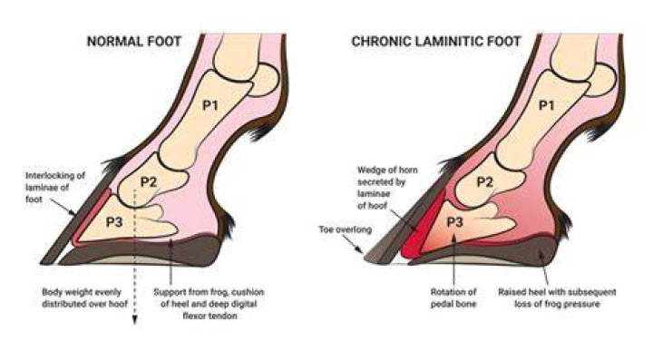 Does Prascend stop laminitis?