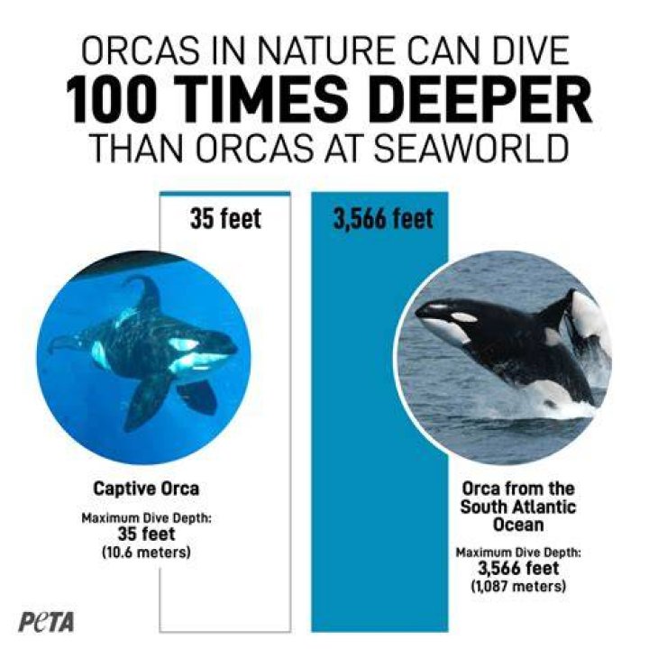 Does SeaWorld still take orcas from the ocean?