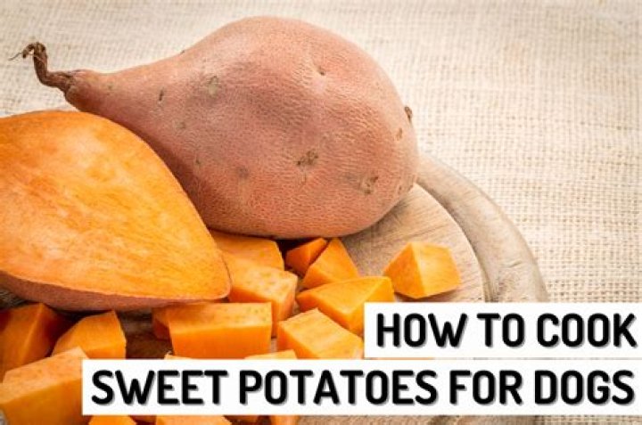 Does sweet potato make dogs constipated?