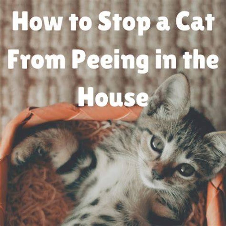 How can I stop my cat from peeing around the house?