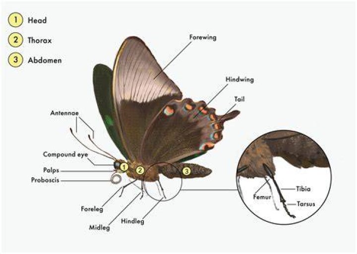 How do butterfly bullets work?
