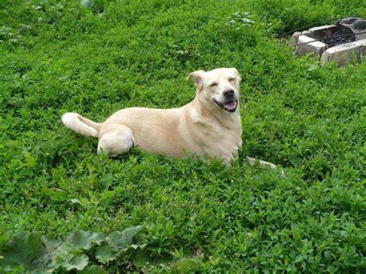 How do groomers groom aggressive dogs?
