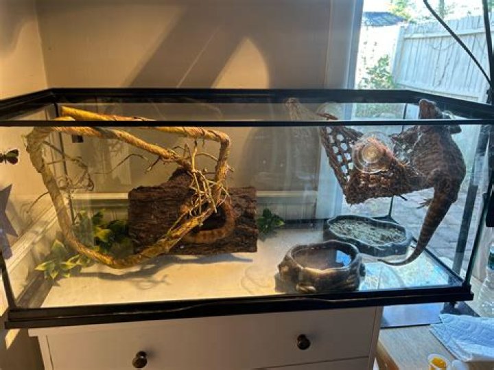 How do I get my bearded dragon high?