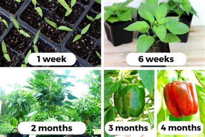 How do I get my pepper plant to produce more fruit?